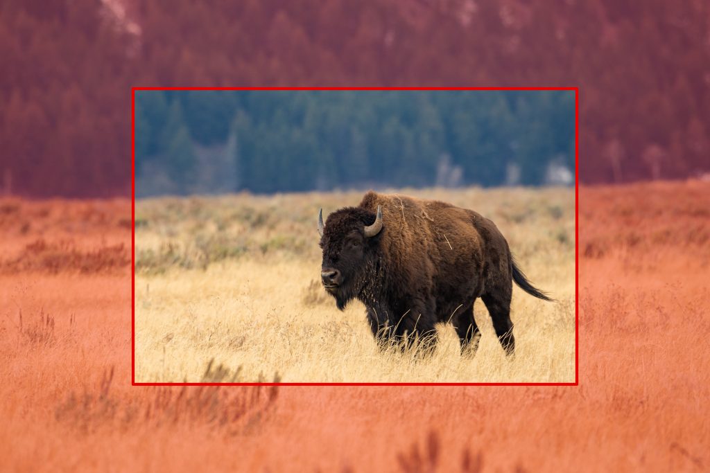 16_crop_bison