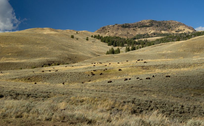 Yellowstone Sept 19: Bears and Beartooth