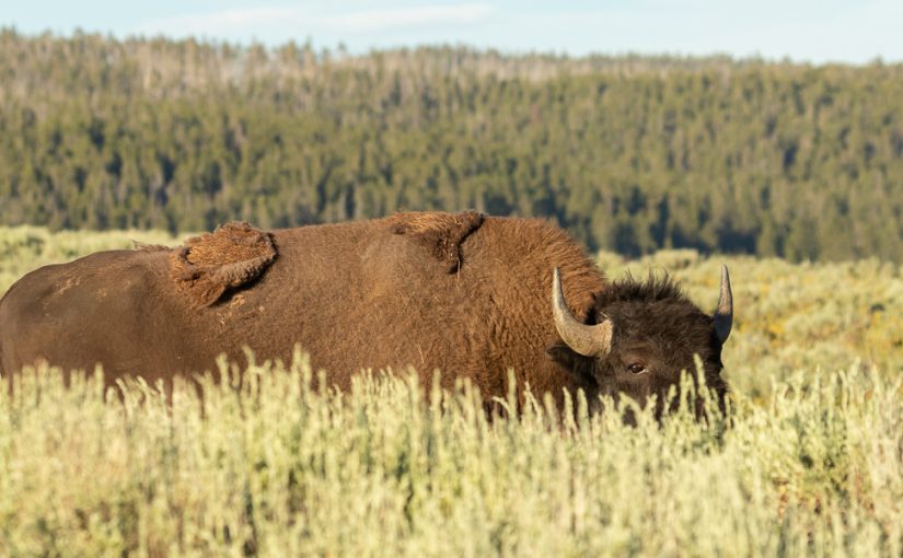 Yellowstone July 7: Battle of the Bears
